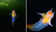 Морской ангел: редкие кадры необычного животного