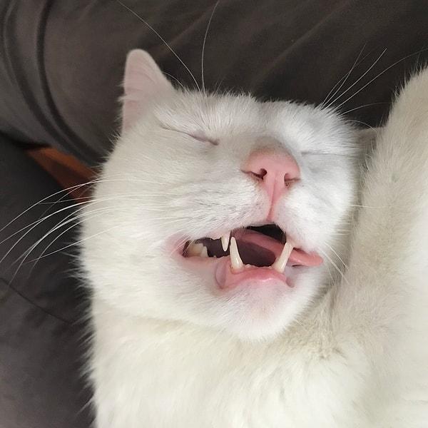 13. "Komşumun kedisi Rufus, dişleri ve dili dışarıdayken evimde uyumayı seviyor!"