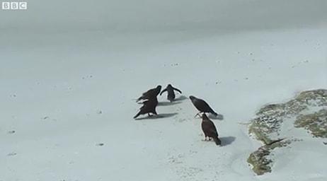 Yırtıcı Kuşların Etrafını Sardığı Minik Pengueni Kurtaran Ördekler!