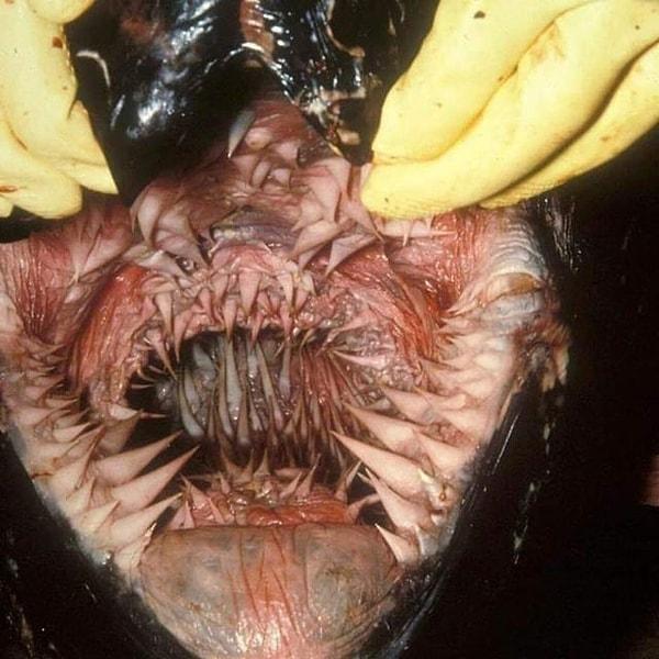 9. Deri sırtlı deniz kaplumbağasının ağzı 👇