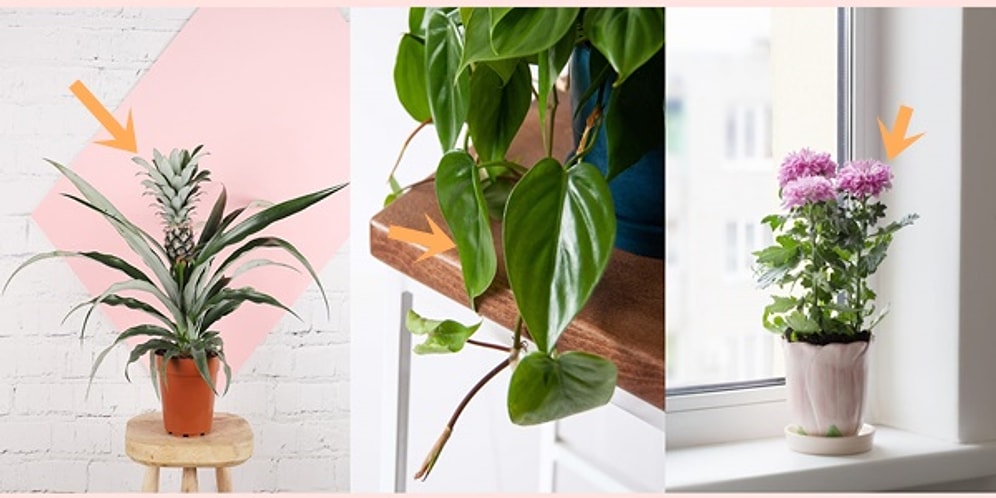 Bir Oh Çekin! Rahat Rahat Nefes Almanızı Sağlayacak Havayı Temizleyen İç Mekan Bitkileri