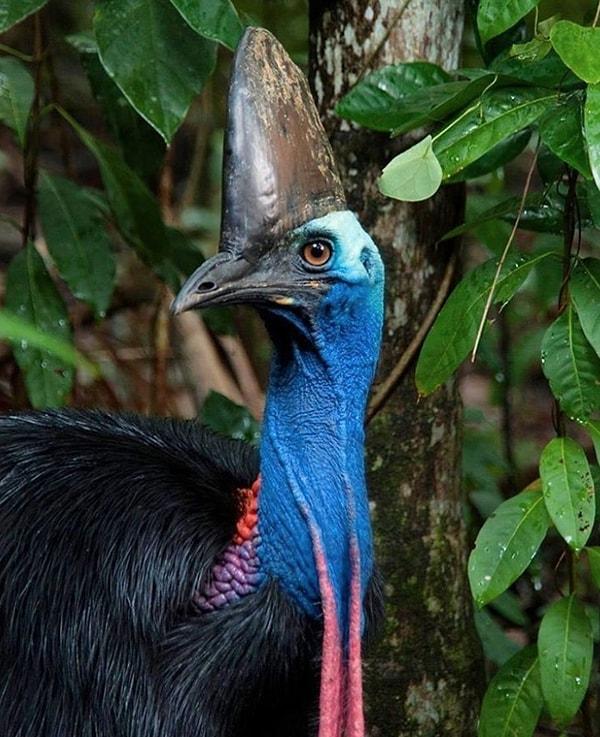 5. 'Tepeli Deve Kuşu' olarak bilinen bu tropik canlılar, genellikle Yeni Gine ve Kuzeydoğu Avustralya'da yaşarlar.