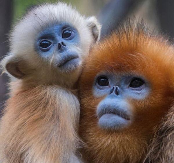 9. 'Düz Burunlu Maymunlar', Güneydoğu Çin'de yaşarlar ve altınımsı renkleriyle dikkatleri üzerilerine çekerler.