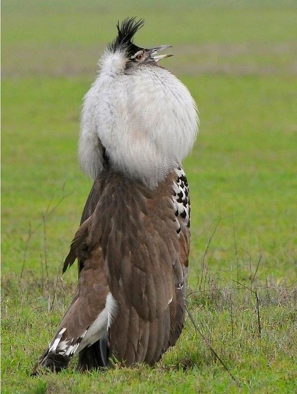 10. 'Kori Bustard' olarak isimlendirilen bu kuşlar,  Afrika'da en uzun uçan kuş türüdür.
