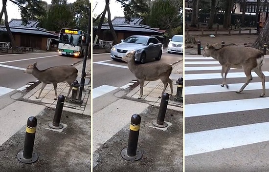 Yaya Geçidinden Karşıya Geçmek İçin Araçların Durmasını Bekleyen Geyik!