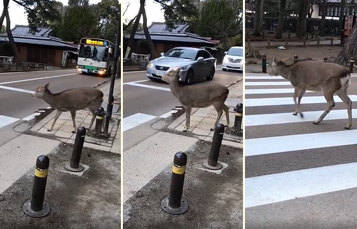 Yaya Geçidinden Karşıya Geçmek İçin Araçların Durmasını Bekleyen Geyik!