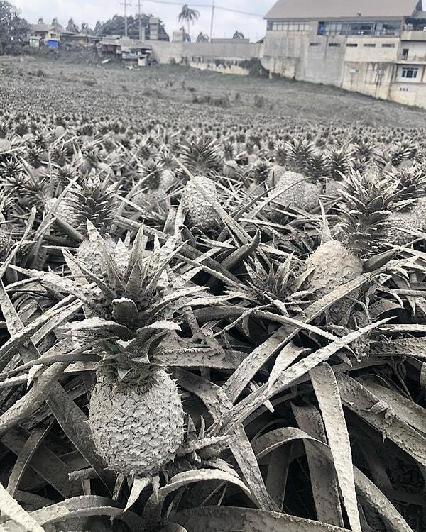 18. Bu fotoğraf siyah beyaz değil, bir ananas tarlasına ait. Filipinler'deki Tagaytay'da gerçekleşen volkanik patlamadan sonra ananasların üstü kül ile kaplanmış.