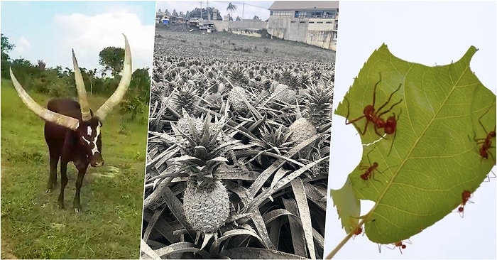 Günlük Şaşırma Kotanızı Doldururken Ağzınızı Açık Bırakacak Bilgiler de Veren 18 Fotoğraf