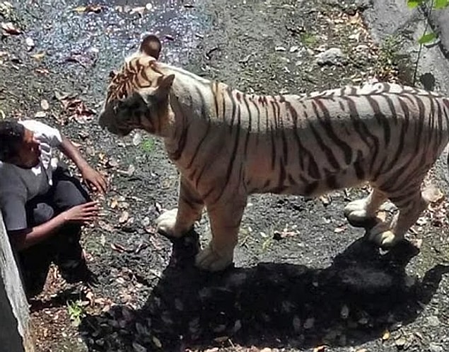 24. Fotoğrafta gördüğünüz adam, birkaç dakika sonra kaplan tarafından parçalandı.