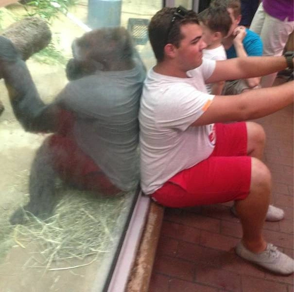 Этот парень делает селфи, а горилла делает то же самое.