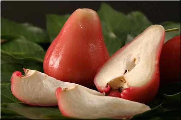 Jambu Meyvesi
