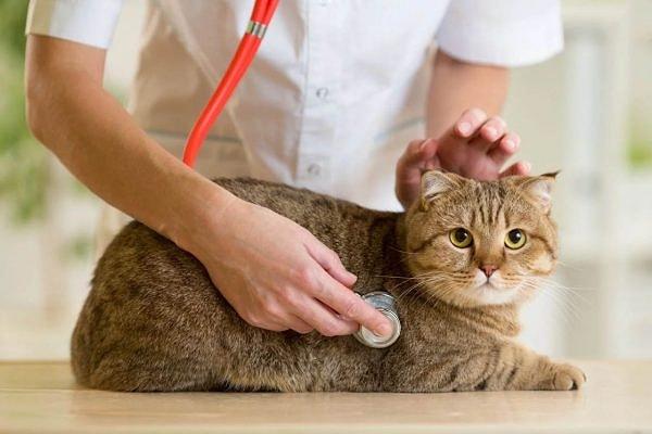11. Kediler ne sıklıkta veterinere götürülmelidir?