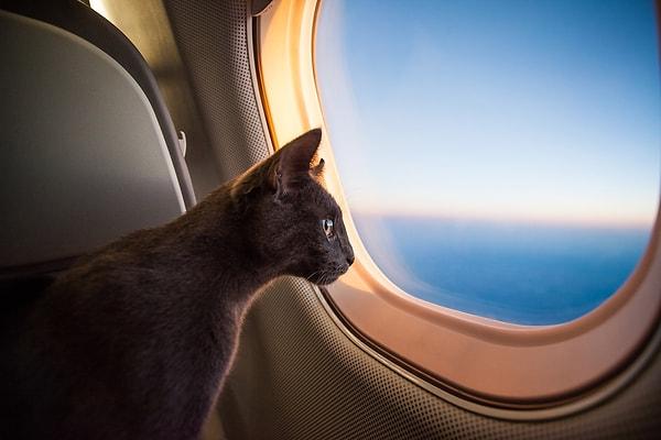 10. Kedinizle uçakla seyahate çıkmak istediniz. Hangisi sizden istenen şeylerden biri değildir?