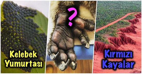 Bu Haftalık Bu Kadar İnternet Yeter: Şaşırma Kotanızı Ağzına Kadar Dolduracak 17 Yeni Görsel