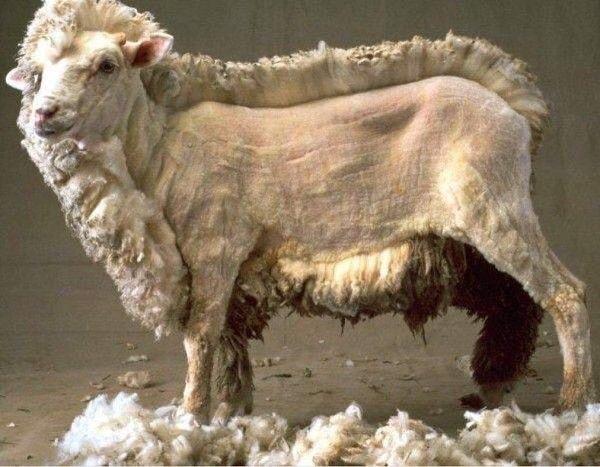 22. Tüyleri kesilen bir koyun