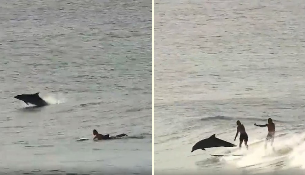Sörf Yapan İnsanlarla Yarışan Yunusların Muhteşem Görüntüleri!