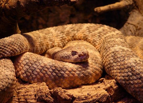 3. Çıngıraklı yılanlar, çıngıraklarını saklamak için evrim geçirirler.
