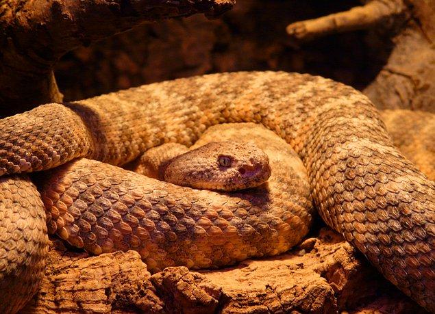 3. Çıngıraklı yılanlar, çıngıraklarını saklamak için evrim geçirirler.