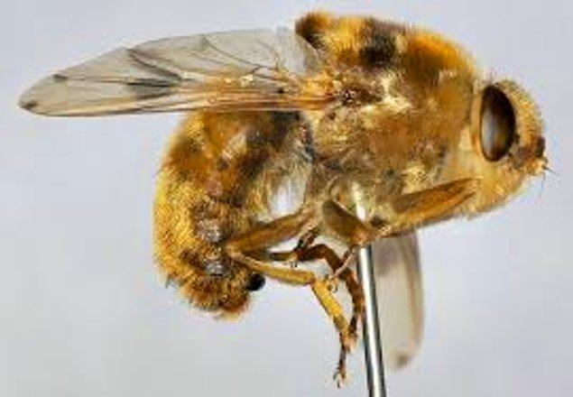 12. Güney Amerika sinekleri, insanları ısırır ve vücutlarının içine larvalarını bırakırlar. Larvalardan çıkan sinekler ise çıkmak istedikleri yeri yemeye başlarlar.