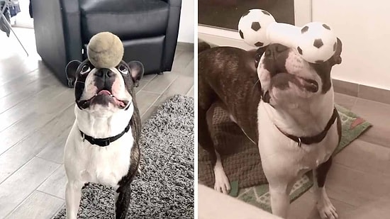 Denge Konusunda İnanılmaz Bir Yeteneğe Sahip Olan Köpeğin İzlerken Hayran Kalacağınız Görüntüleri!