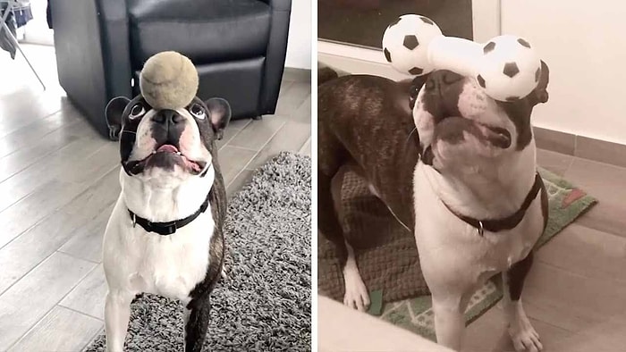 Denge Konusunda İnanılmaz Bir Yeteneğe Sahip Olan Köpeğin İzlerken Hayran Kalacağınız Görüntüleri!