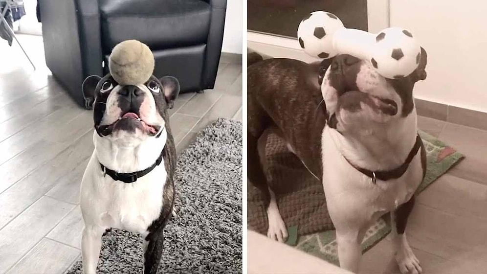 Denge Konusunda İnanılmaz Bir Yeteneğe Sahip Olan Köpeğin İzlerken Hayran Kalacağınız Görüntüleri!