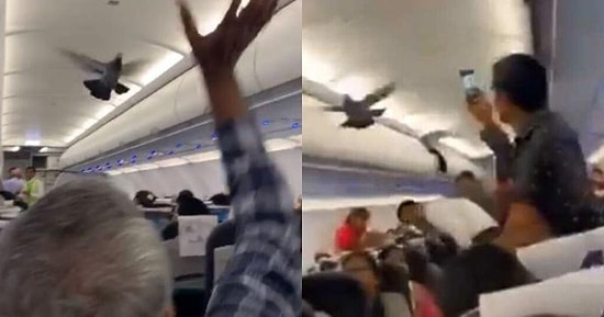 Yolcu Uçağında İlginç Olay: Güvercin Uçağın İçinde Böyle Uçtu!