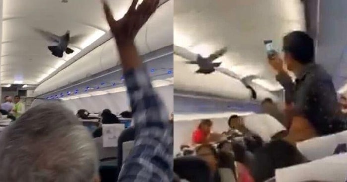 Yolcu Uçağında İlginç Olay: Güvercin Uçağın İçinde Böyle Uçtu!