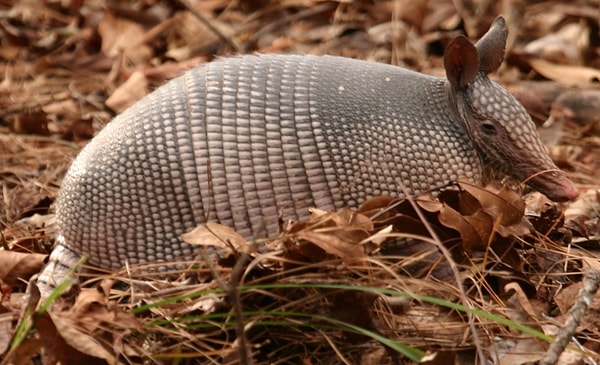 7. Панцирь броненосца пуленепробиваемый.