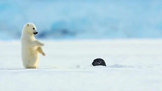 Buzuldaki Delikten Yüzeye Çıkan Foku Görünce Şaşkınlıktan Yere Kapaklanan Yavru Kutup Ayısının Aşırı Sevimli Anları!