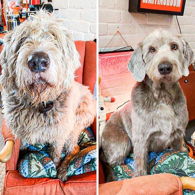 11. "Tüy kesiminden önce ve sonra köpeğim"