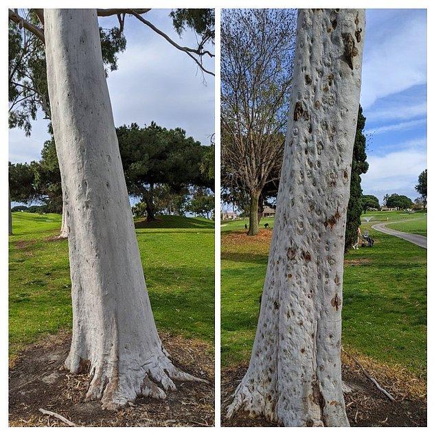 17. Golf alanında bulunan bir okaliptüs ağacının 2 farklı tarafı