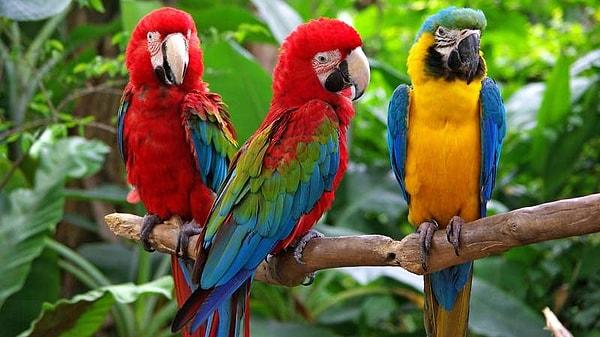 11. Hindistan'da evde papağan beslemek yasaktır.