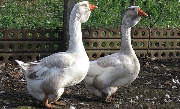 4. В некоторых регионах Китая гусей используют в качестве сторожевых собак