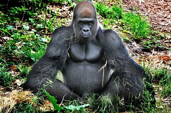 7. Гориллы поют "песни счастья", когда едят