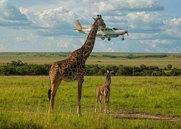 27. Ve son olarak "Uçakları selamlayan bir zürafa."