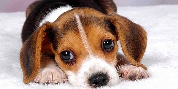 10. Dünyaya Köpek Olarak Gelsen Hangi Köpek Olurdun?