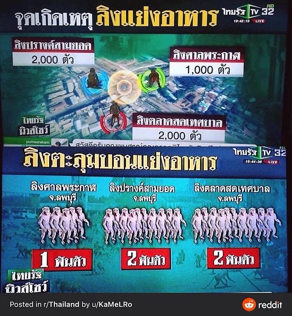 Asıl gariplik ise bu mücadelenin 3 grup maymun arasında bir bölgeyi elde etme savaşı olması ve Thai haberlerinin bunu infografik olarak vermesiydi.