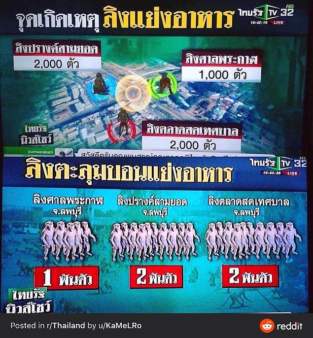 Asıl gariplik ise bu mücadelenin 3 grup maymun arasında bir bölgeyi elde etme savaşı olması ve Thai haberlerinin bunu infografik olarak vermesiydi.