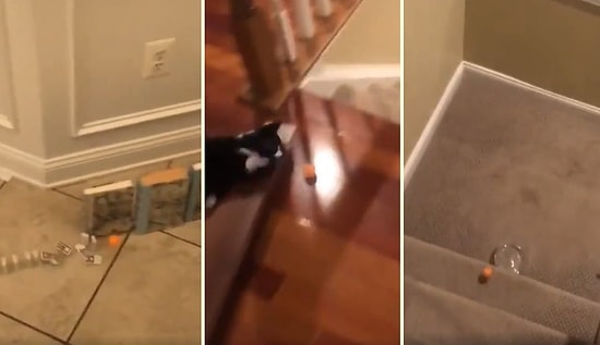 Karantina Günlerini Eğlenceli Hale Getirmeye Çalışan Babanın Planına Taş Koymaya Çalışan Kedi