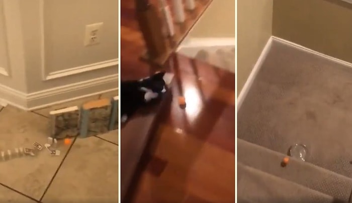 Karantina Günlerini Eğlenceli Hale Getirmeye Çalışan Babanın Planına Taş Koymaya Çalışan Kedi