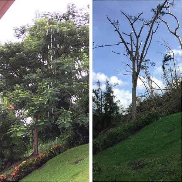 5. Задний дворик в Пуэрто-Рико до и после урагана