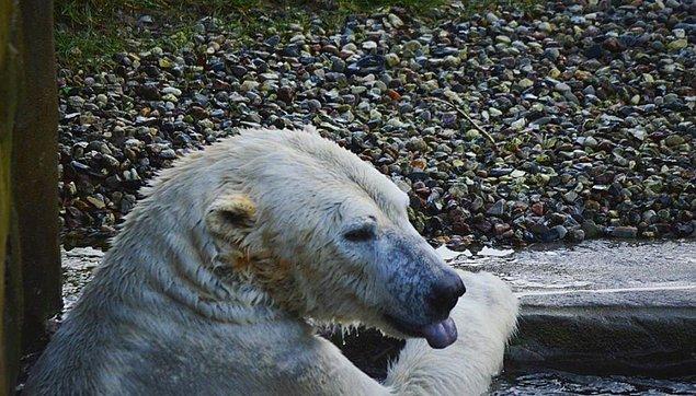 12. Kutup ayılarının derileri ve dilleri siyahtır.