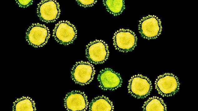11. "Koronavirüs, diğer virüslere oranla daha iyi tutunuyor, bu yüzden daha kolay enfeksiyona neden oluyor."