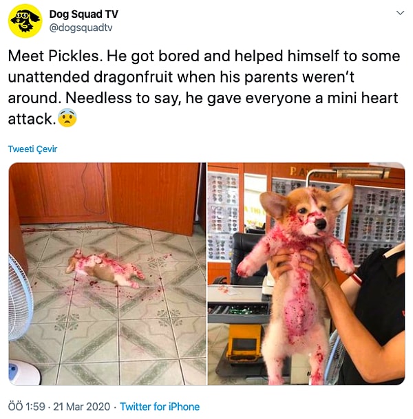 7. "Это Пиклз. Ему было скучно, и он решил поиграть с драконьим фруктом, когда остался дома один. Конечно, домашние перенесли небольшой сердечный приступ.."