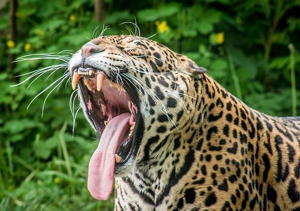 3. Jaguarlar dişleriyle bir kaplumbağanın kabuğunu delip geçebilir.