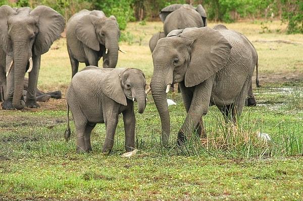 6. Filler aynada kendilerini tanıyabilirler.