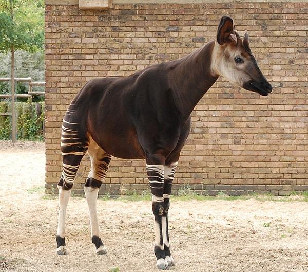 Okapi hayvanının adını ilk defa duyduğunuza eminiz.