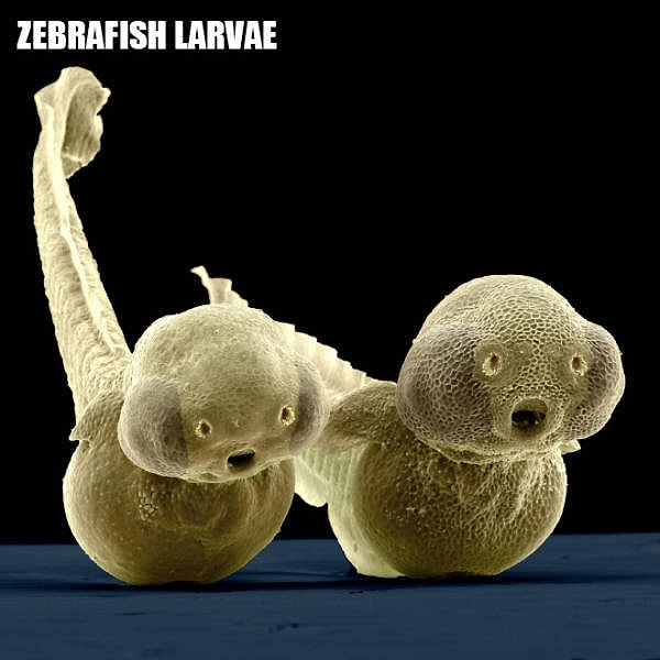 4. Личинки рыб