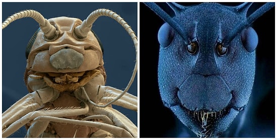 Монстры из ужастиков бы позавидовали или Как выглядят насекомые под микроскопом